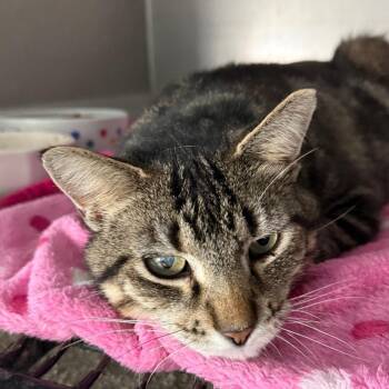 Domestic Short Hair Cats Available for Adoption in Gresham, Wisconsin - TEX | PetCurious