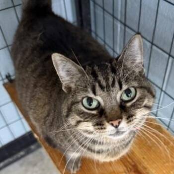 Big Girl -  Domestic Short Hair Cat for Adoption in Bryan, Ohio - Big Girl | PetCurious