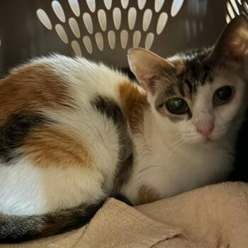 Julip -  Domestic Short Hair Cat for Adoption in Concord, New Hampshire - Julip | PetCurious