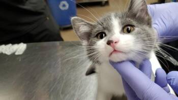 FLUFFY -  Domestic Short Hair Cat for Adoption in Aurora, Illinois - FLUFFY | PetCurious