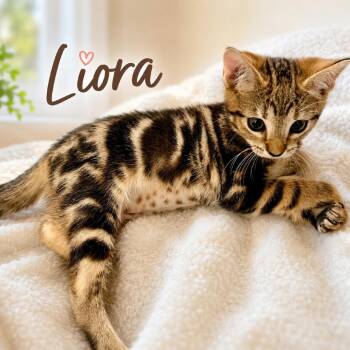 Liora 2 -  Domestic Short Hair Cat for Adoption in Cumming, Georgia - Liora 2 | PetCurious