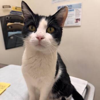 Domestic Short Hair Cats Available for Adoption in Cumming, Georgia - Milky | PetCurious