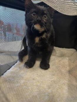 Coraline -  Domestic Short Hair Cat for Adoption in Fishers, Indiana - Coraline | PetCurious