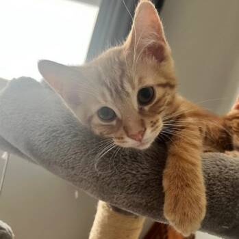 Rescue Domestic Short Hair Cats for Adoption in Wheaton, Illinois - Frog Eye (Bashful Buddy) | PetCurious