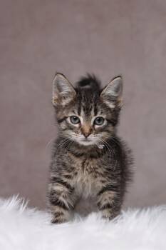 Domestic Short Hair Cats Available for Adoption in Chicago, Illinois - Ms. Rachel | PetCurious