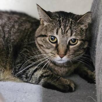 Cinnamon -  Domestic Short Hair Cat for Adoption in Lakewood, Colorado - Cinnamon | PetCurious