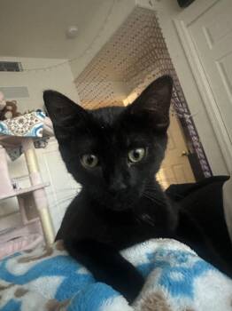Taco -  Domestic Short Hair Cat for Adoption in Hollister, California - Taco | PetCurious