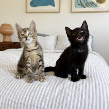 Thumbs Up & Green Thumb -  Extra Toes Cat Hemingway Polydactyl Cat Available for Adoption - Thumbs Up & Green Thumb | PetCurious