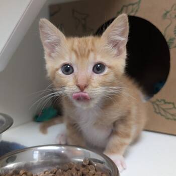William -  Domestic Medium Hair Cat for Adoption in Reno, Nevada - William | PetCurious