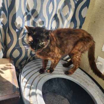 Rescue Domestic Short Hair Cats for Adoption in Houston, Texas - MONSTER TRUCK | PetCurious