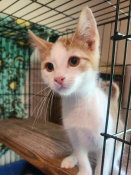 Cochise -  Domestic Short Hair Cat for Adoption in Camp Hill, Pennsylvania - Cochise | PetCurious