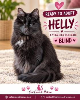 Helly -  Domestic Long Hair Cat for Adoption in Chicago, Illinois - Helly | PetCurious
