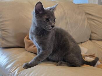 Yuri -  Domestic Short Hair and Russian Blue Cat for Adoption in Pompano Beach, Florida - Yuri | PetCurious