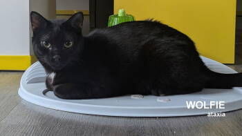 Rescue Domestic Short Hair Cats for Adoption in Santa Rosa, California - Wolfie | PetCurious