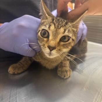 Crawfish -  Domestic Medium Hair Cat for Adoption in Clanton, Alabama - Crawfish | PetCurious