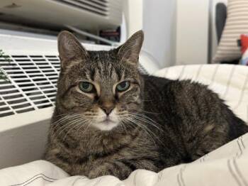 Litchi -  Domestic Short Hair Cat for Adoption - Litchi | PetCurious