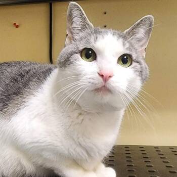 Chicken -  Domestic Short Hair Cat for Adoption in Shinnston, West Virginia - Chicken | PetCurious