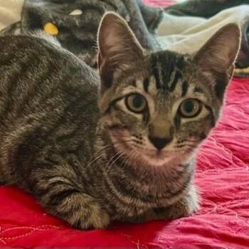 Tobie -  Domestic Short Hair Cat for Adoption in Jupiter, Florida - Tobie | PetCurious