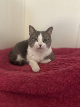 Domestic Short Hair Cats Available for Adoption - Buttons | PetCurious
