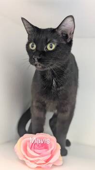 Domestic Medium Hair Cats Available for Adoption in Flint, Michigan - Mavis | PetCurious