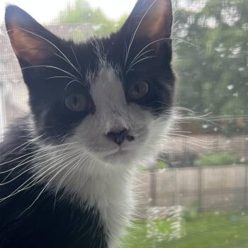 Haiku -  Domestic Short Hair Cat for Adoption in Evanston, Illinois - Haiku | PetCurious