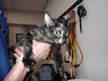 Rescue Domestic Short Hair Cats for Adoption in St. Peters, Missouri - A517254 | PetCurious