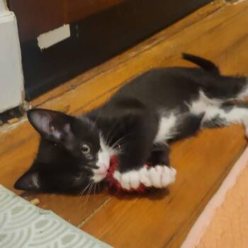 Ace Ventura -  Domestic Short Hair Cat for Adoption in Wheeling, Illinois - Ace Ventura | PetCurious
