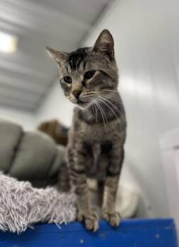 Plum -  Domestic Short Hair Cat for Adoption in Humboldt, Iowa - Plum | PetCurious
