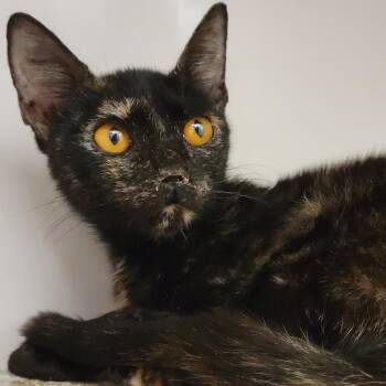 Audelie -  Domestic Short Hair Cat for Adoption in Sarasota, Florida - Audelie | PetCurious