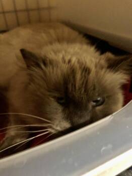 Mooney K* -  Domestic Long Hair and Siamese Cat for Adoption in Sherwood, Oregon - Mooney K* | PetCurious