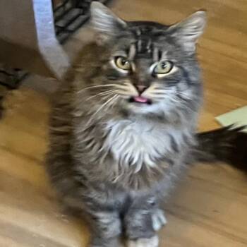 Domestic Long Hair Cats Available for Adoption in Quakertown, Pennsylvania - Sarge | PetCurious