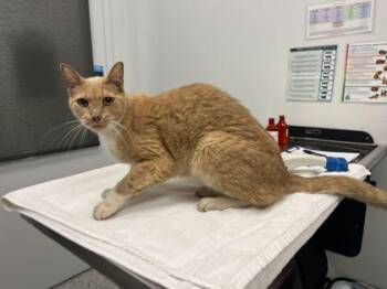 Microwavable Pork Rind -  Domestic Short Hair Cat for Adoption in Kansas City, Missouri - Microwavable Pork Rind | PetCurious