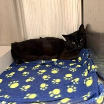 Domestic Short Hair Cats Available for Adoption in Indianapolis, Indiana - MAS | PetCurious