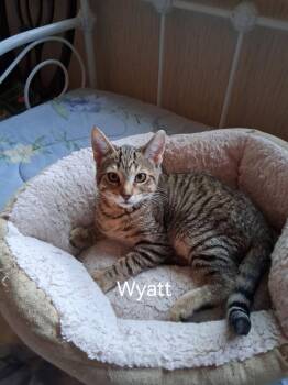 Rescue Domestic Short Hair Cats for Adoption in Mokena, Illinois - Wyatt | PetCurious