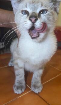 Tara -  Siamese and Domestic Short Hair Cat for Adoption in New Braunfels, Texas - Tara | PetCurious