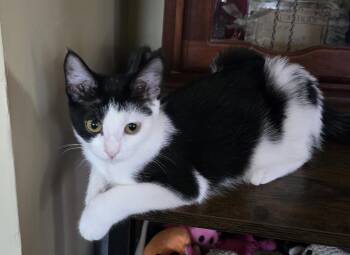 Rescue Domestic Short Hair Cats for Adoption in Massillon, Ohio - Piper | PetCurious