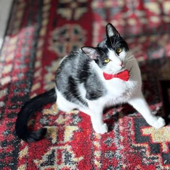 Domestic Short Hair Cats Available for Adoption - Dale (Bonded To Senor De La Noche) | PetCurious