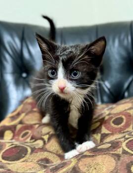 Tuxedo Cats Available for Adoption in Helendale, California - Peep | PetCurious