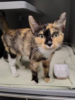 MILLIE -  Domestic Short Hair Cat for Adoption in Leesburg, Virginia - MILLIE | PetCurious