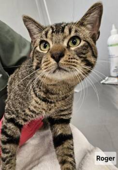 Domestic Short Hair Cats Available for Adoption in Lafayette, Indiana - Roger | PetCurious