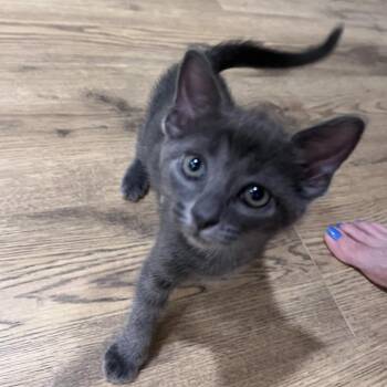 Gray -  Domestic Short Hair Cat for Adoption in Valdosta, Georgia - Gray | PetCurious