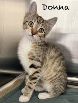 Donna -  Domestic Short Hair Cat for Adoption in Pawleys Island, South Carolina - Donna | PetCurious