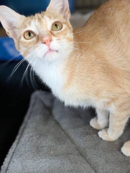Honey -  Domestic Short Hair Cat for Adoption in Tilton, Illinois - Honey | PetCurious