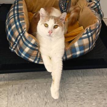 Sindri -  Domestic Medium Hair Cat for Adoption in Binghamton, New York - Sindri | PetCurious