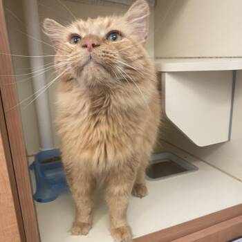 Dave -  Domestic Long Hair Cat for Adoption in Dayton, Ohio - Dave | PetCurious