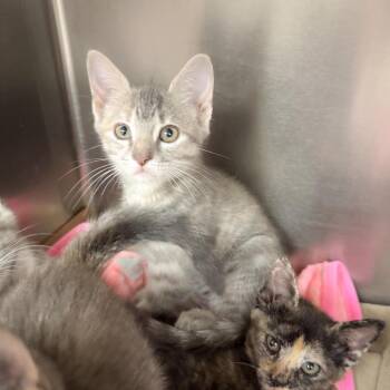 Domestic Short Hair Cats Available for Adoption in Bastrop, Texas - Pyrantel 26-05-031 | PetCurious