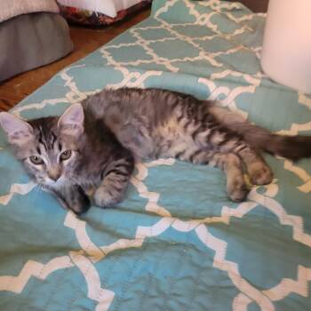 Purrinces -  Domestic Medium Hair Cat for Adoption in Los Angeles, California - Purrinces | PetCurious