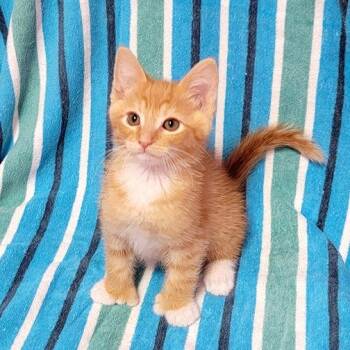 Sunkist -  Domestic Medium Hair Cat for Adoption in Coos Bay, Oregon - Sunkist | PetCurious