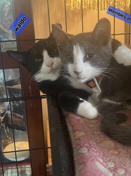 Rescue Domestic Short Hair Cats for Adoption in Bethpage, New York - Waldo | PetCurious