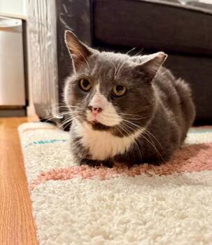 Rescue Domestic Short Hair Cats for Adoption in New York, New York - Mountain | PetCurious